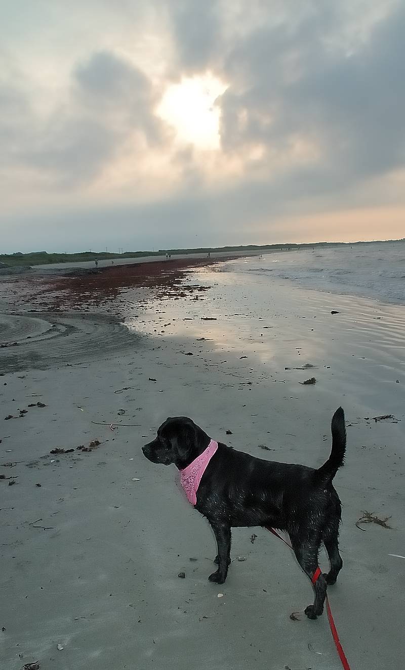 Java at Beach August 21 2005 p.jpg