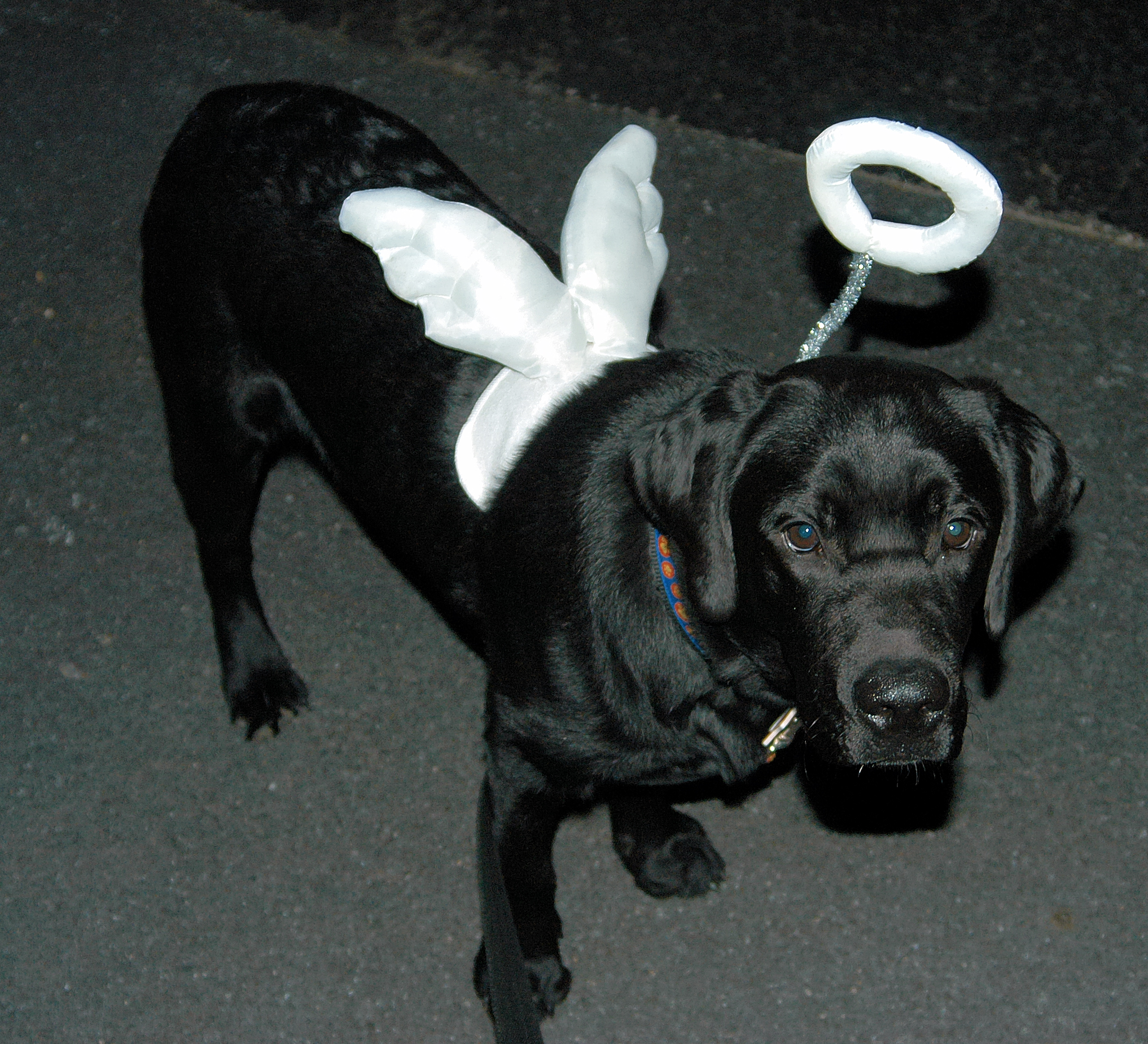 Java first Halloween 2003.jpg