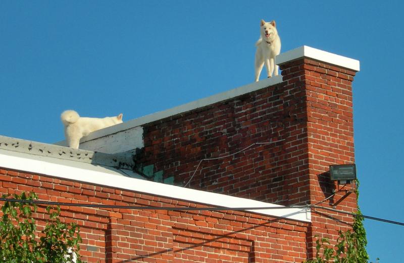Up on the roof August 18 2005 p.jpg