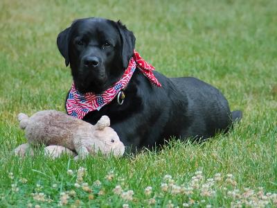 Java and Piggy on the 4th July 2005 p.jpg