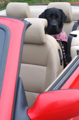 Java in the convertible on July 16 2005 p.jpg