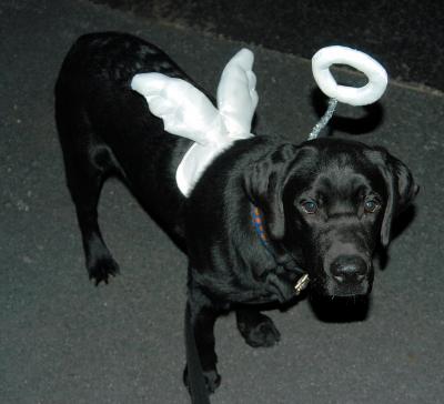 v3/72/523572/3/51495543.JavafirstHalloween2003.jpg