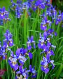Iris on June 13 2005 p.jpg