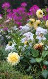 Flowers on August 20 2005 p.jpg