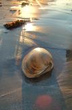 shell game 1 September 3 2005 p.jpg
