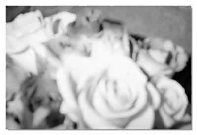 Graduation Roses