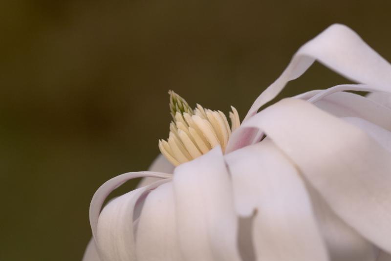 magnolia3_magnolia_90mm.jpg
