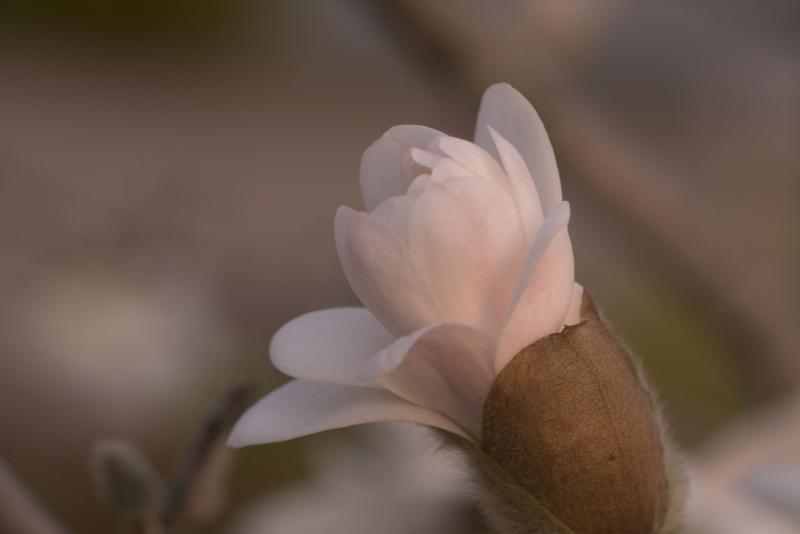 magnolia4_magnolia_90mm.jpg