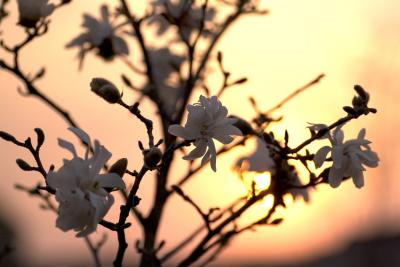 magnolia5_magnolia_90mm.jpg