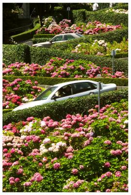 Lombard STreet CLose Up