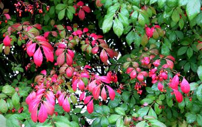Green and red leaves