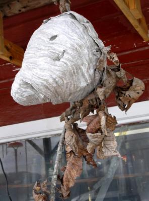 Hornets nest