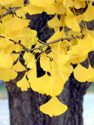Yellow leaves