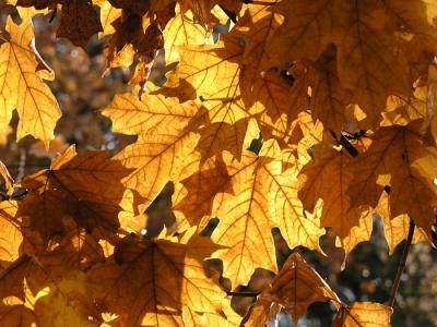 Backlit leaves