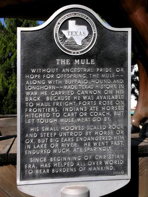 Hysterical marker about mule