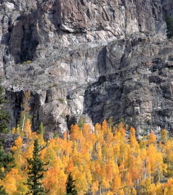 Aspens and rock cliff