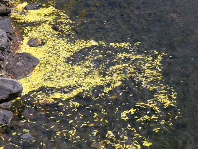 Aspen leaves flowing in creek