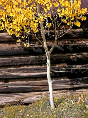 Lone aspen