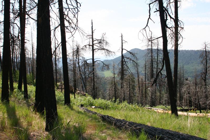 Missionary ridge burn.