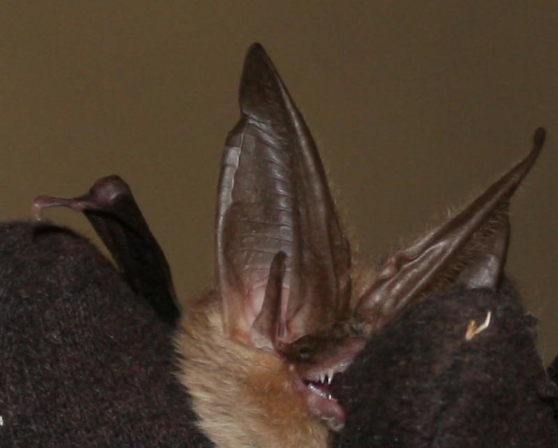 bat.