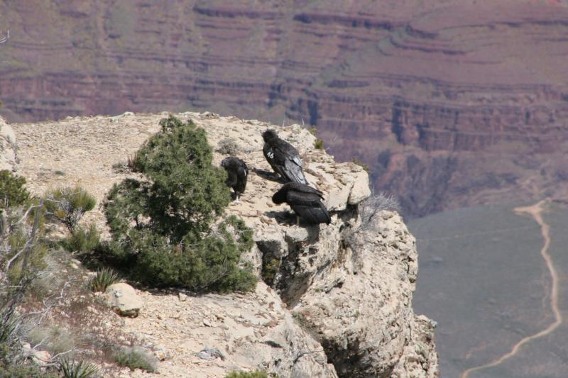 More condors.JPG
