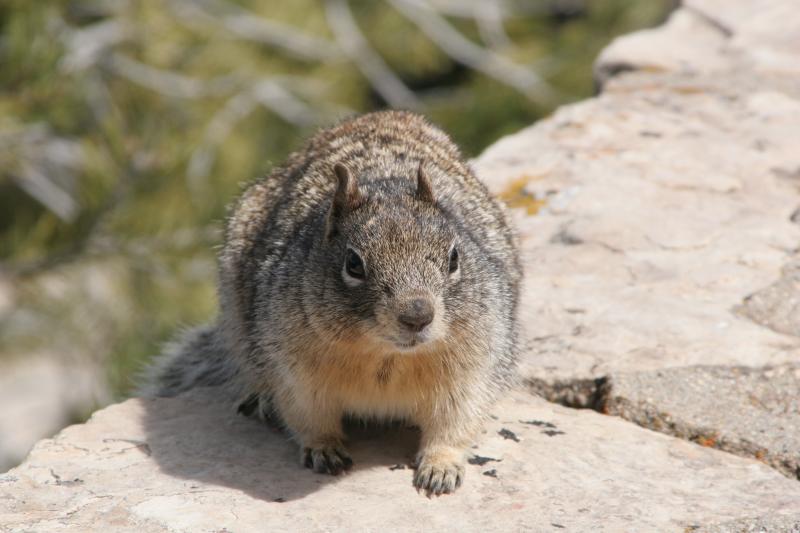 squirrel