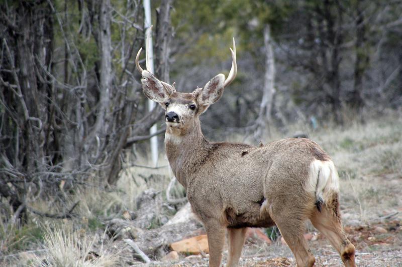 Mule deer buck