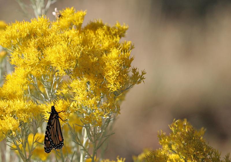 Monarch on Chamisa