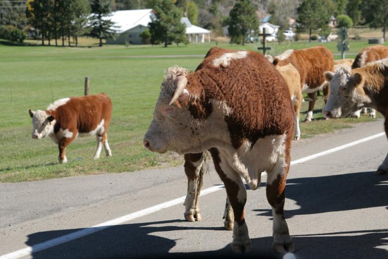 Fall Cattle drive