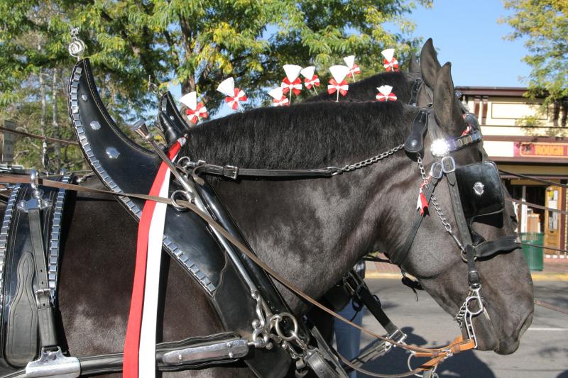 Percheron Draft horse