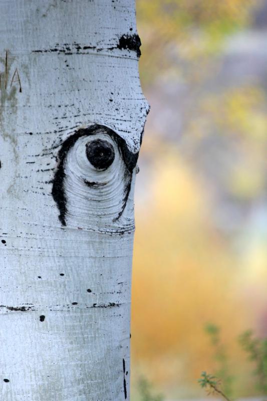 Aspen eye