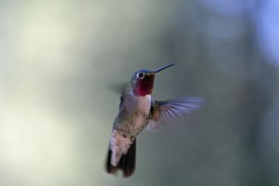 HummingBird.