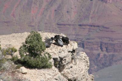 California condor.JPG