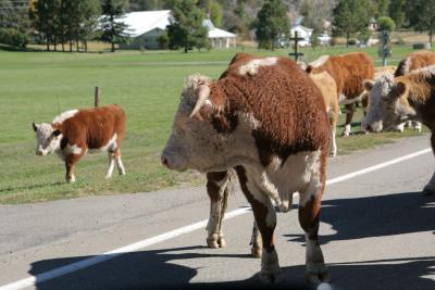 Fall Cattle drive