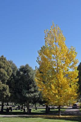 Greenmont Cemetery