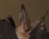 bat.