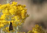 Monarch on Chamisa