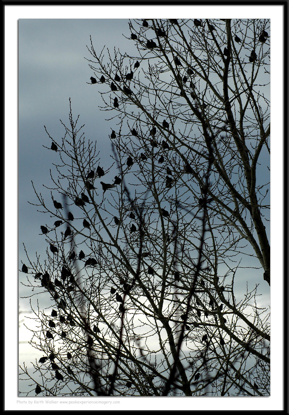 Birds - 0021.JPG