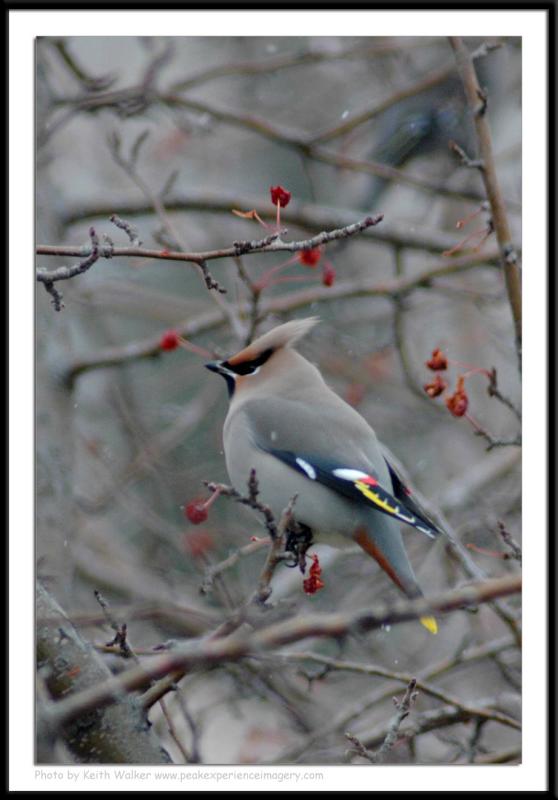 Birds - 0023.JPG