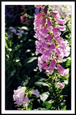 Floral - 0007.jpg