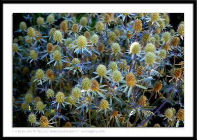 Floral - 0023.JPG