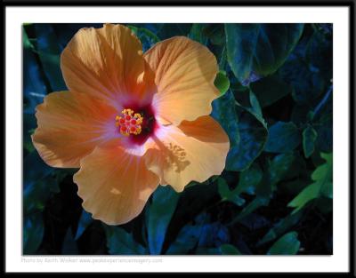 Floral - 0034.jpg