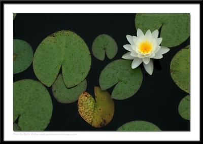 Floral - 0036.jpg