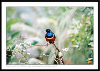 Birds - 0002.jpg