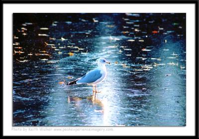 Birds - 0005.jpg