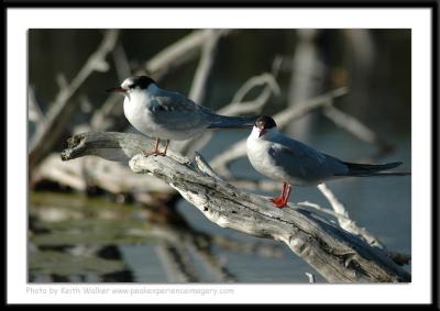 Birds - 0006.JPG