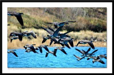 Birds - 0007.jpg