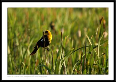 Birds - 0008.JPG