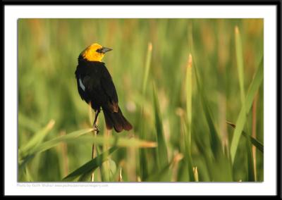 Birds - 0009.JPG