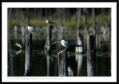 Birds - 0011.JPG